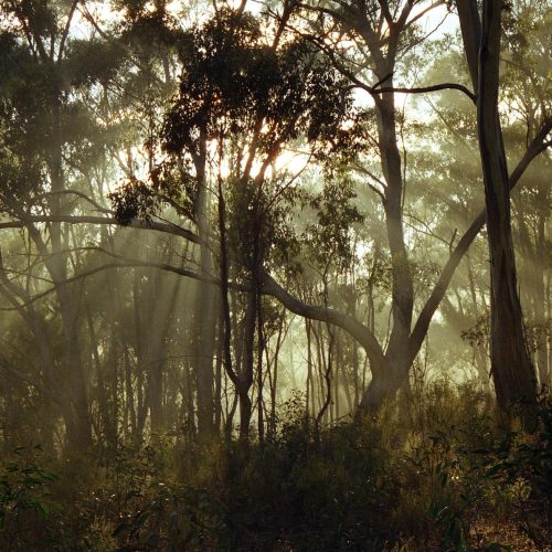 Aust_Vic_Castlemaine_Moonlight-Flat_Colles-Rd_bush_004